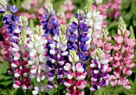 Lupin Seeds