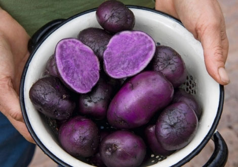 Maincrop Seed Potatoes