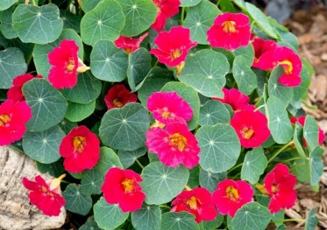 Nasturtium Seeds