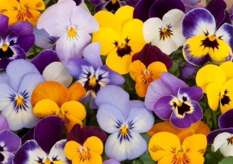 Pansy Plants