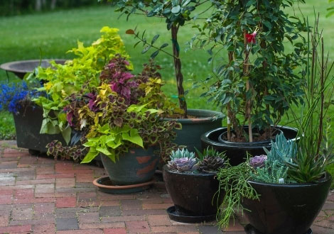 Patio Plants