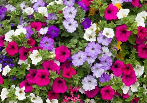 Petunia Plants