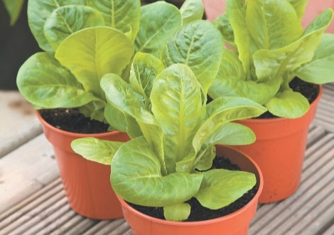 Potted Vegetable Plants