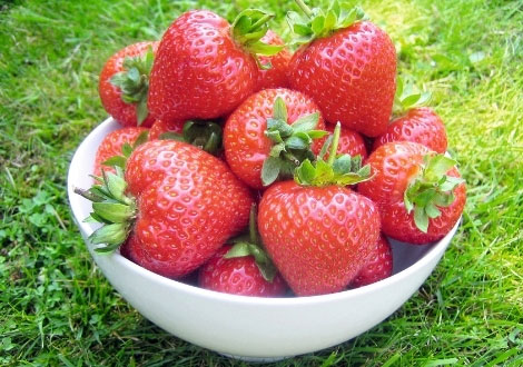 Strawberry Plants