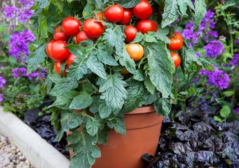 Tomato Plants