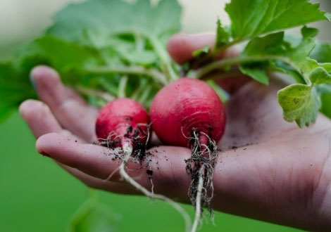 Beetroot Seeds