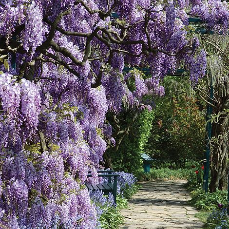 Wisteria Plants