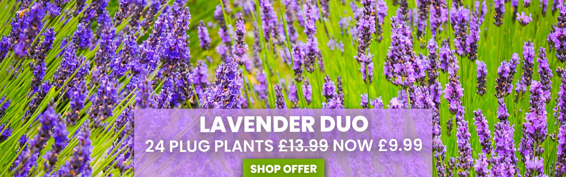 Lavender Duo