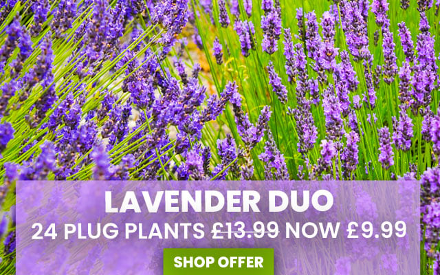 Lavender Duo