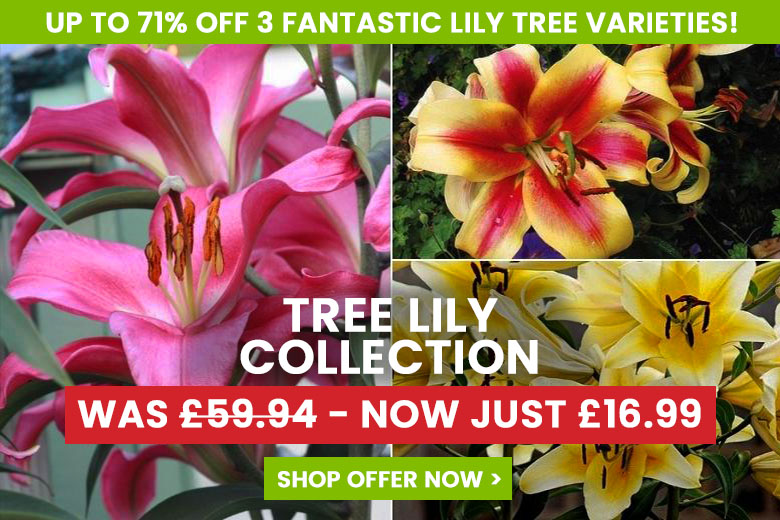 Lily Tree Collection