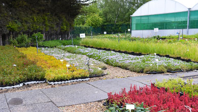 Looking Good On The Nursery