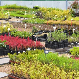 Looking Good On The Nursery