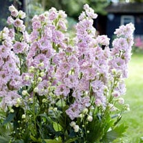 Delphinium Cinderella - Shop Now