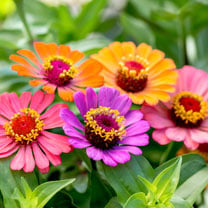 Zinnia Molotov  - Shop Now