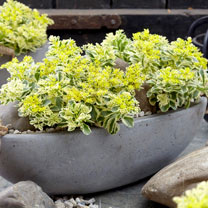 Sedum Atlantis - Shop Now