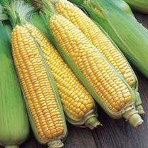 Sweetcorn F1 Swift - Shop Now