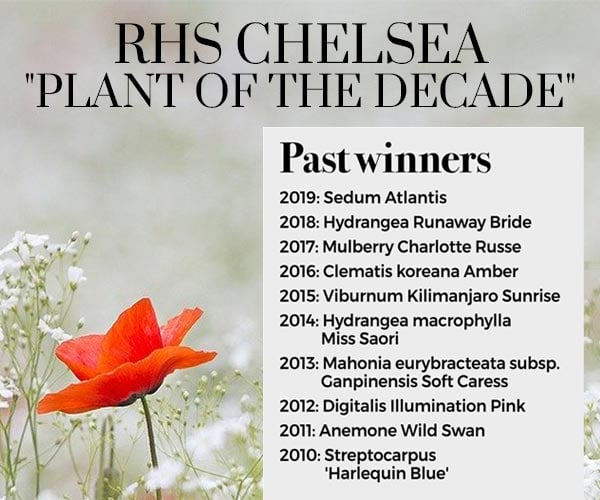 RHS Chelsea Page
