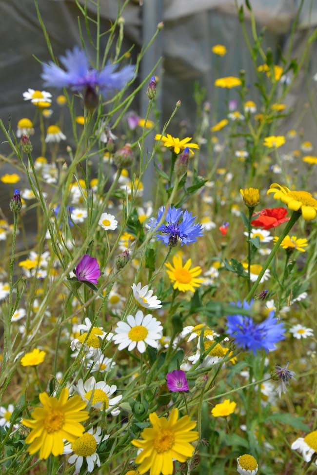 British Wildflower intro