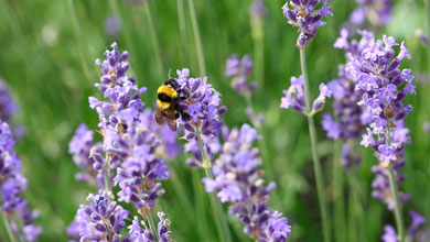 Popular Perennial Plants