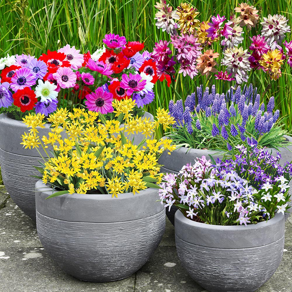 Popular Flower Bulbs