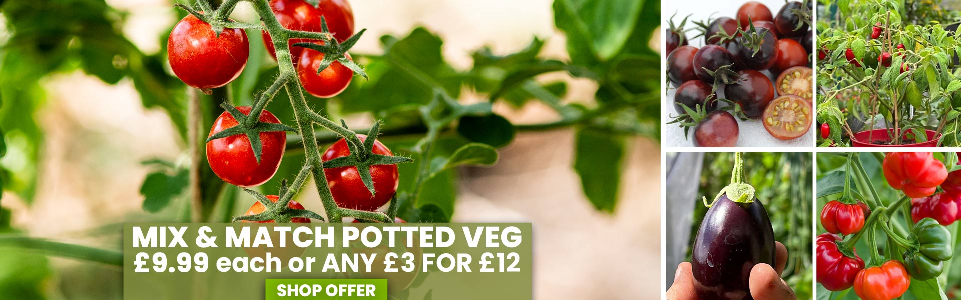 Potted Veg