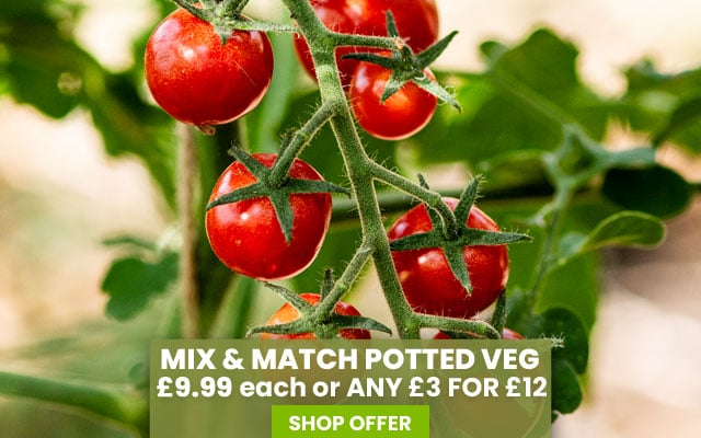 Potted Veg