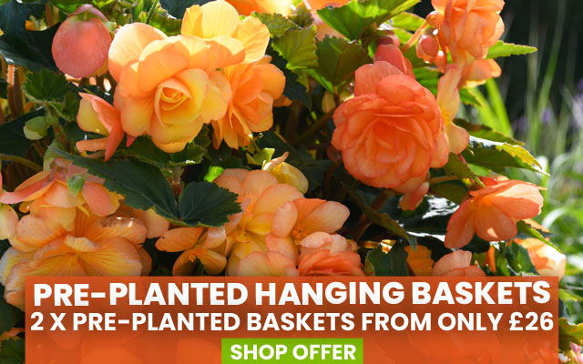Mix & Match Pre-Planted Baskets