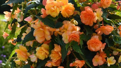 Pre-Planted Hanging Baskets