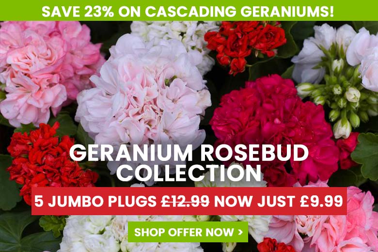 Rosebud Collection