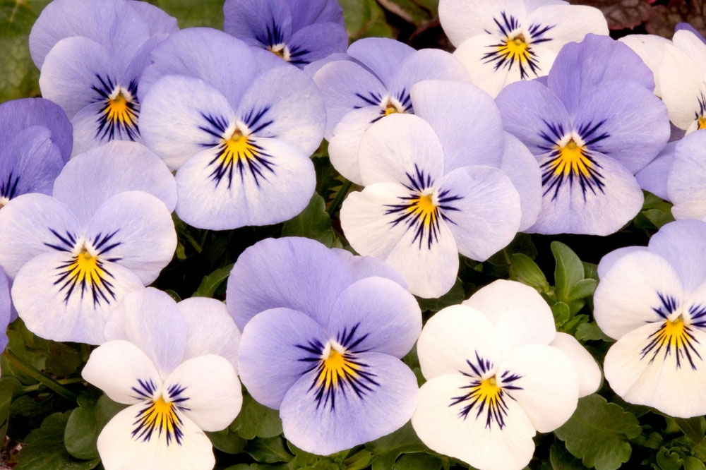 New Flower Plants