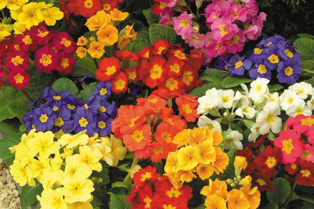 View All Bedding Plants
