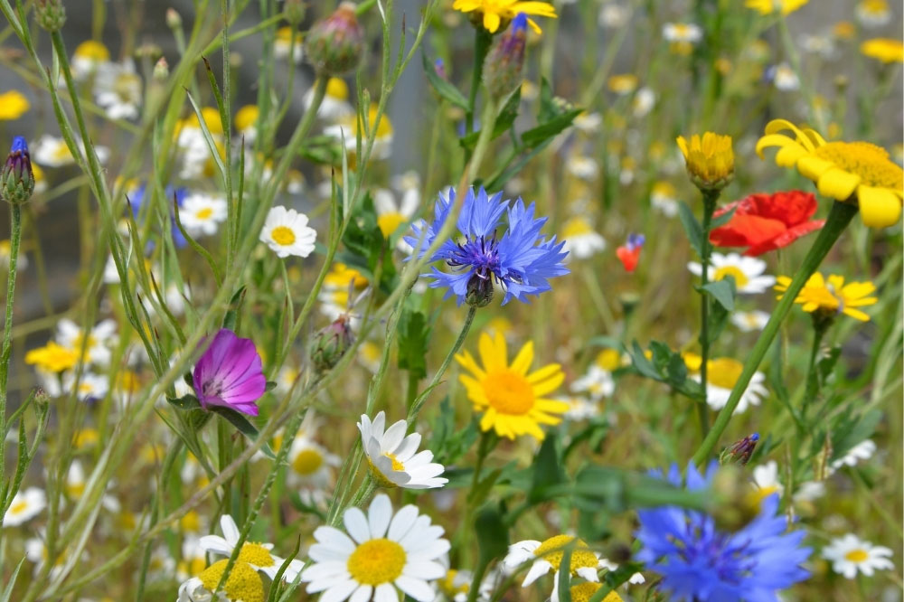 Native British Wildflower Seeds