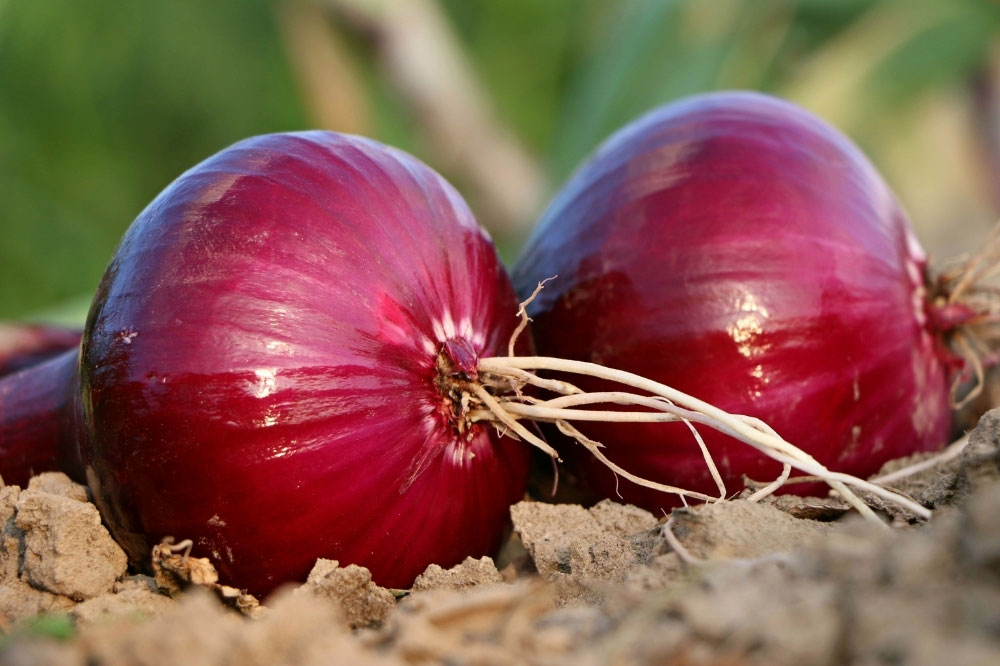 Onions & Shallots