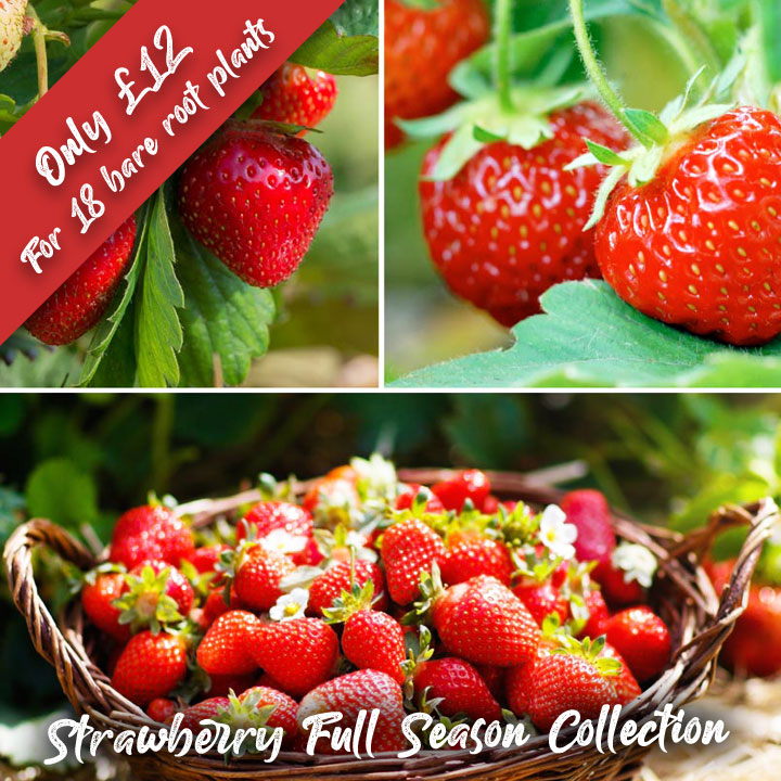 DOTW Strawberry Full Season Collection