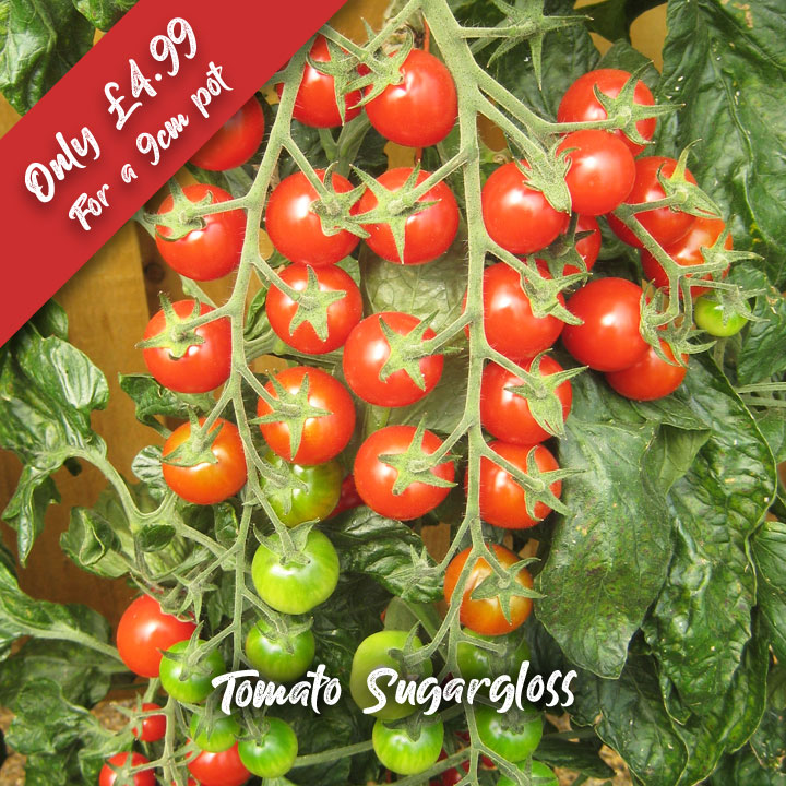 Deal of the Week - Fuchsia Plants - Tomato Sugargloss
