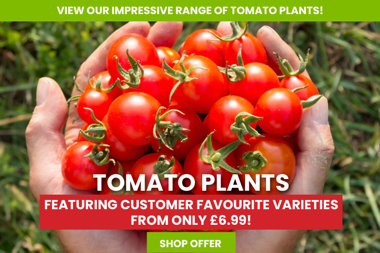Tomato Plants