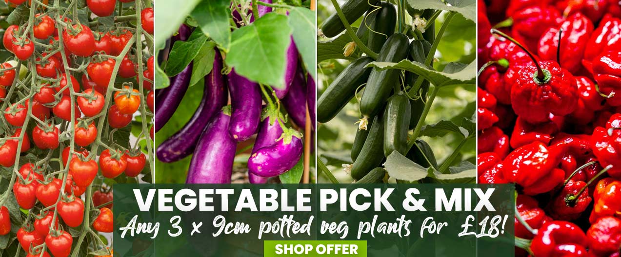 Potted Vegetable Pick & Mix Offer