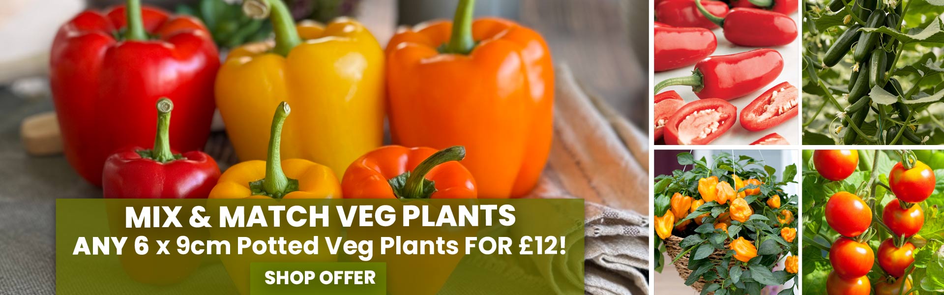 Mix & Match Veg Plants