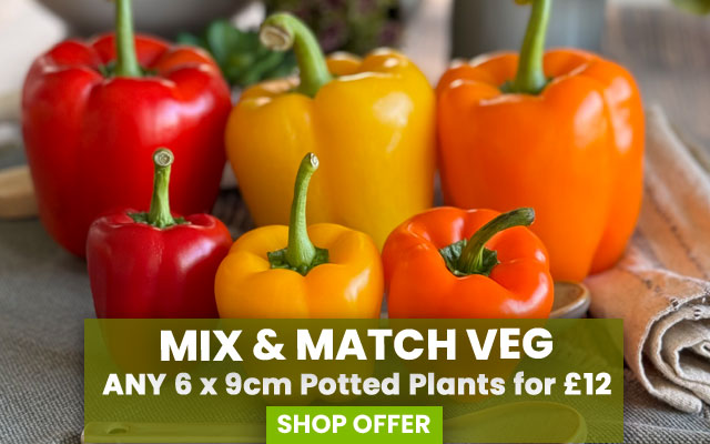 Mix & Match Veg Plants