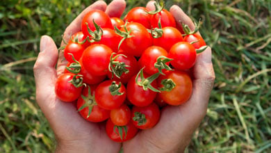 Vegetable Plants