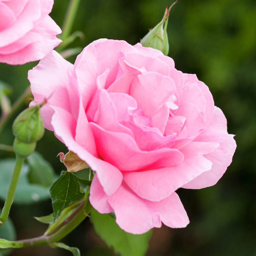 Double light best sale rose