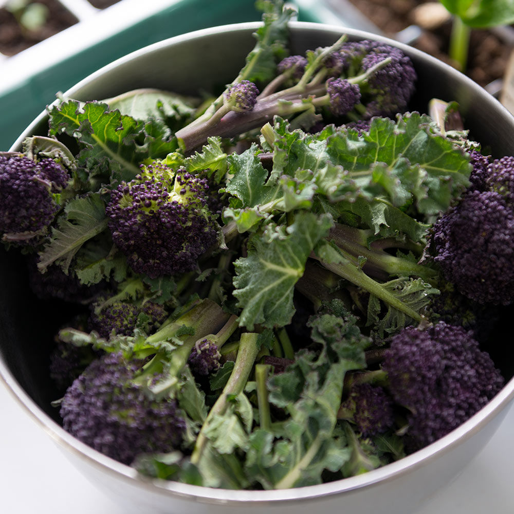 Broccoli (Sprouting) Seeds Summer Purple Suttons