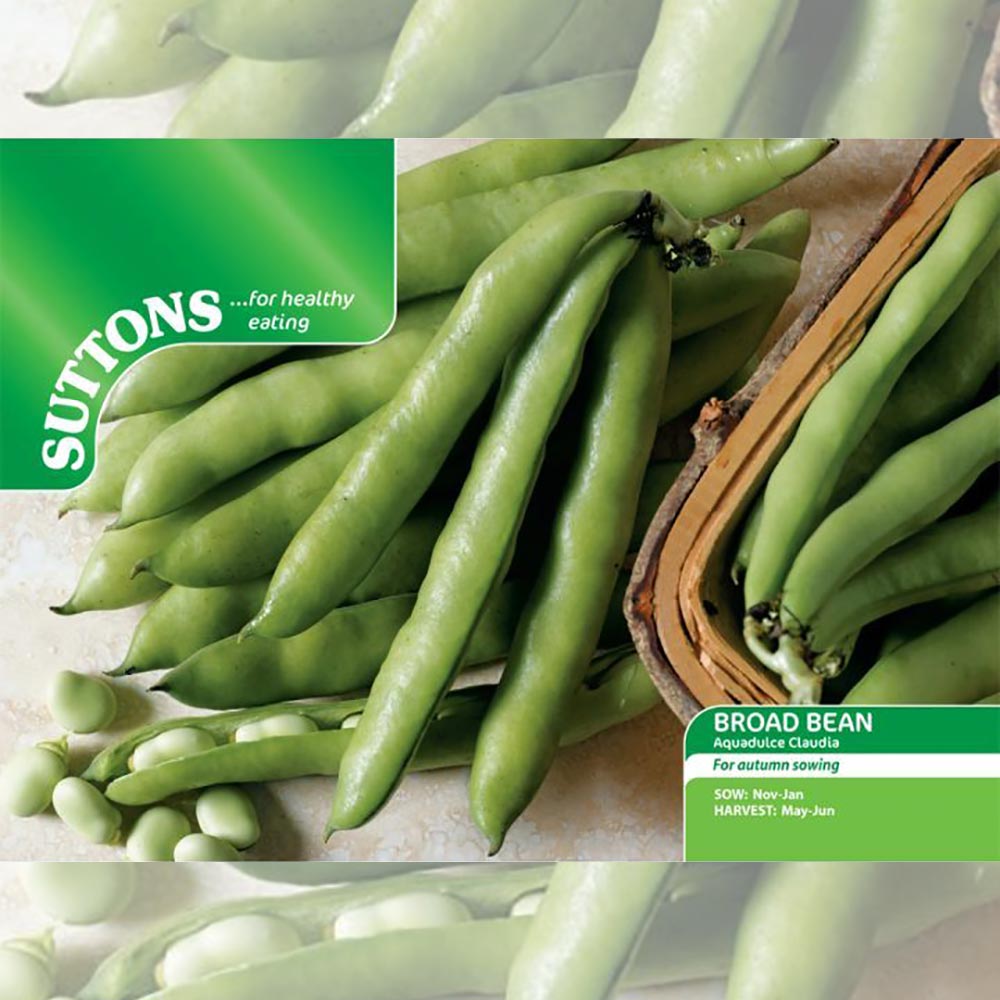 VEGETABLE BROAD BEAN AQUADULCE CLAUDIA 145 GM APPROX 88~98 SEEDS #4353