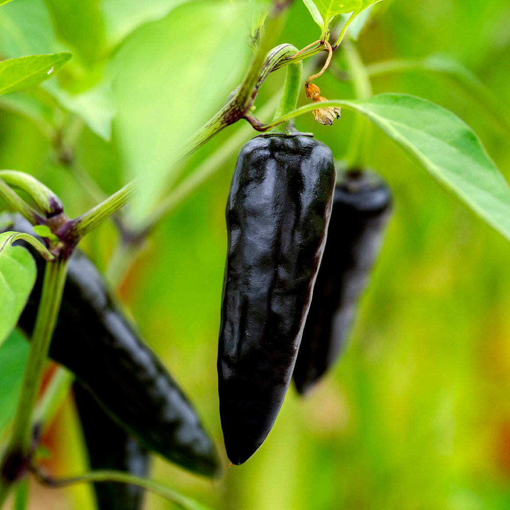 Black on sale hungarian peppers