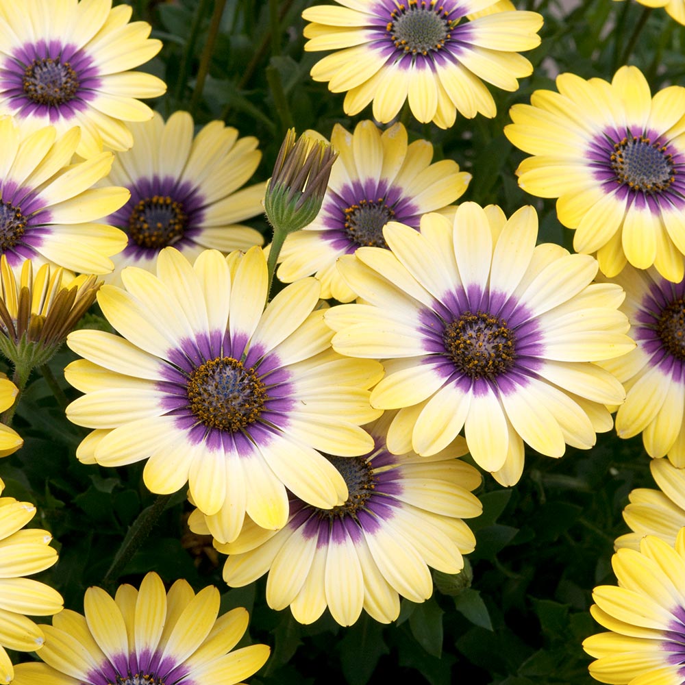 Osteospermum Blue Eyed Beauty