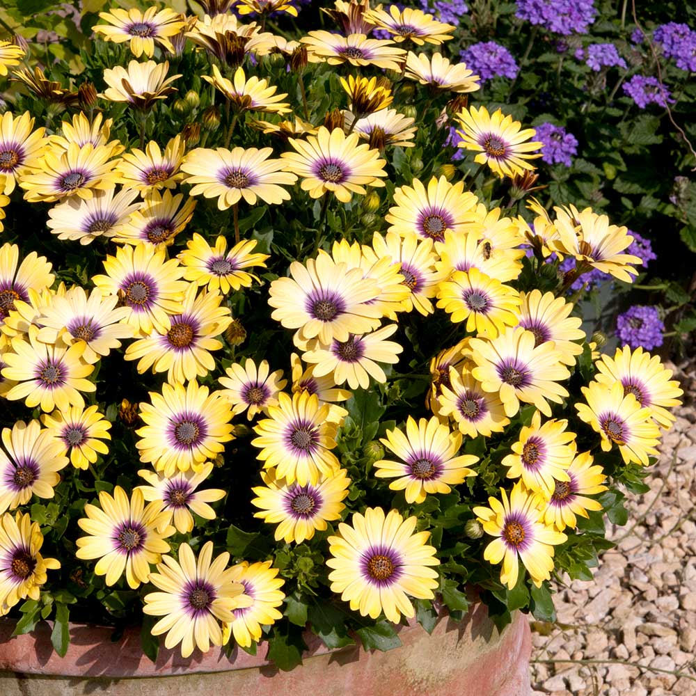 Osteospermum Blue Eyed Beauty