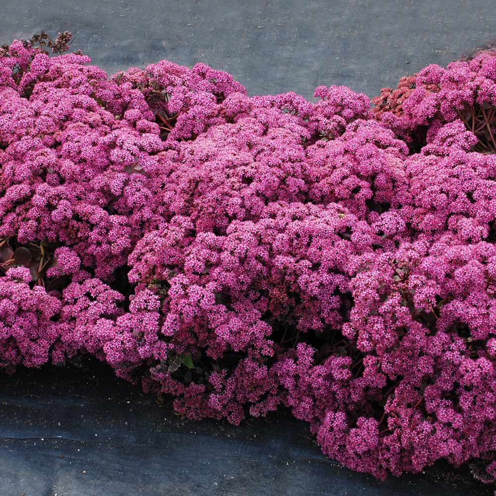cherry tart sedum cherry tart sedum