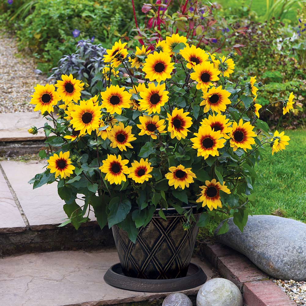 Image of Sunflower summer bedding plant
