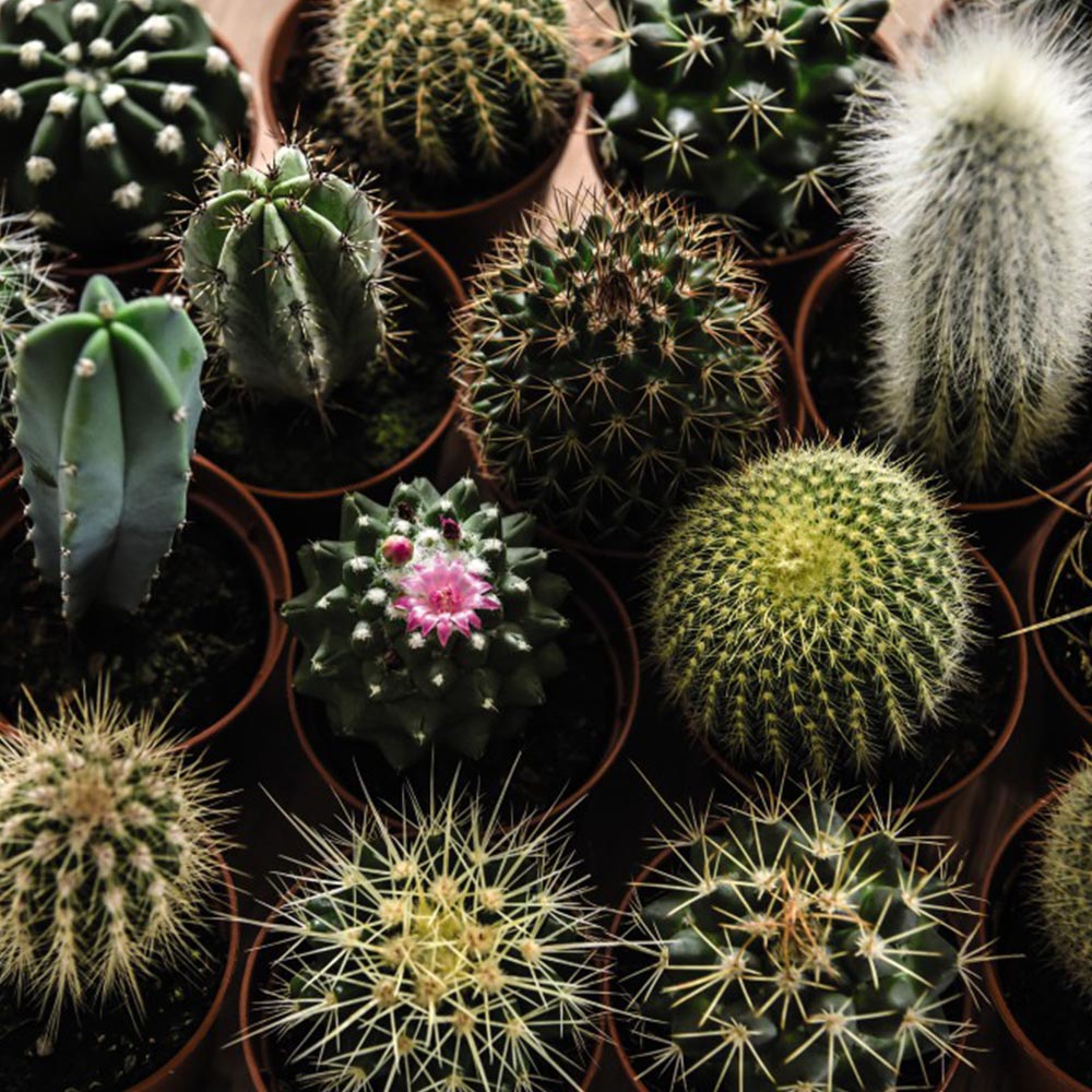 Cactus Garden - Perfumes - Collections