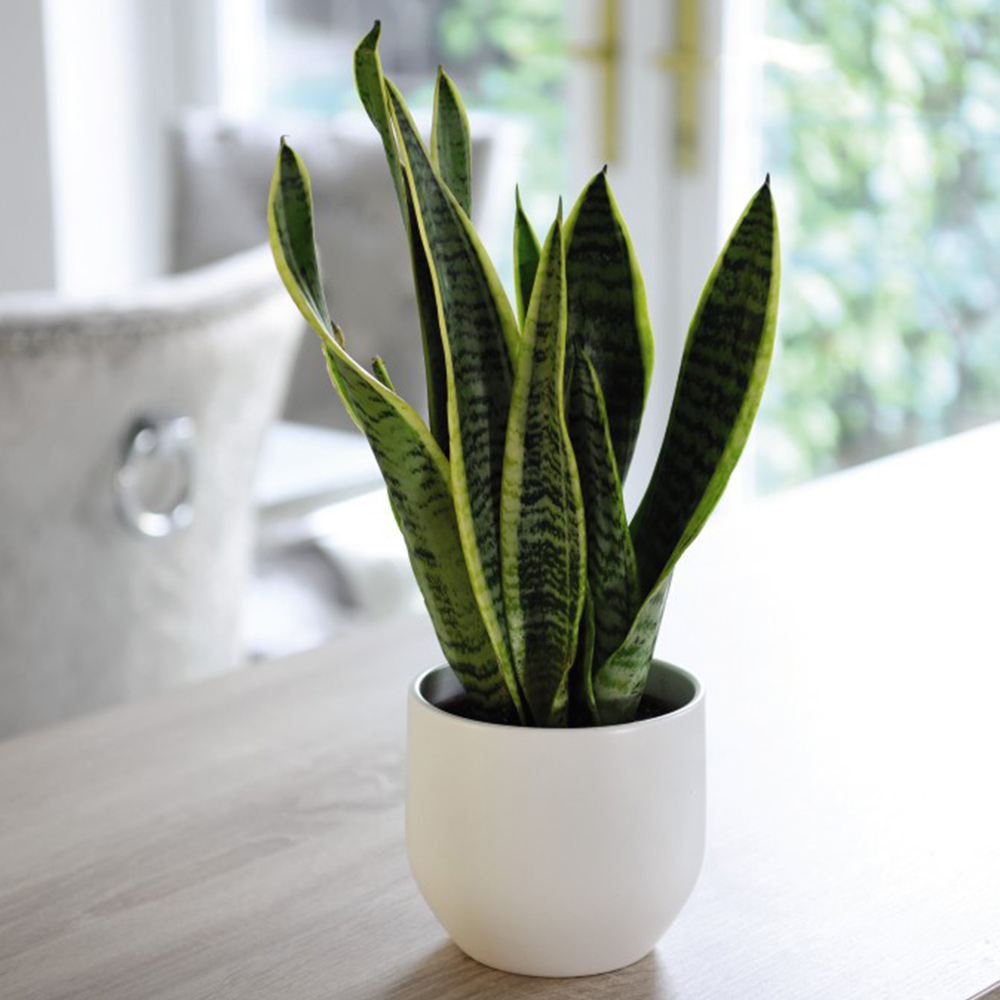 Sansevieria Trifasciata Var. Laurentii | Suttons